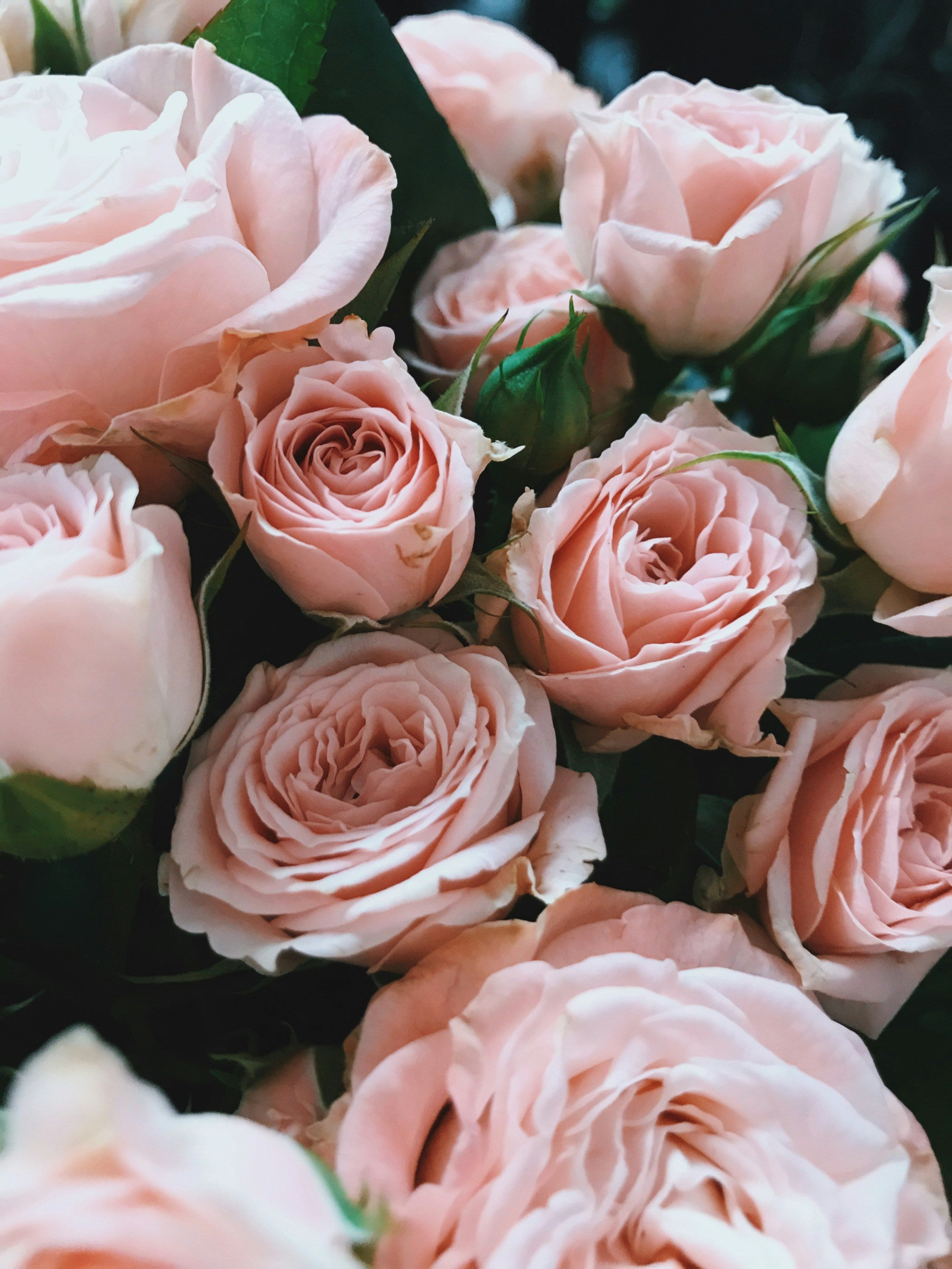Roses