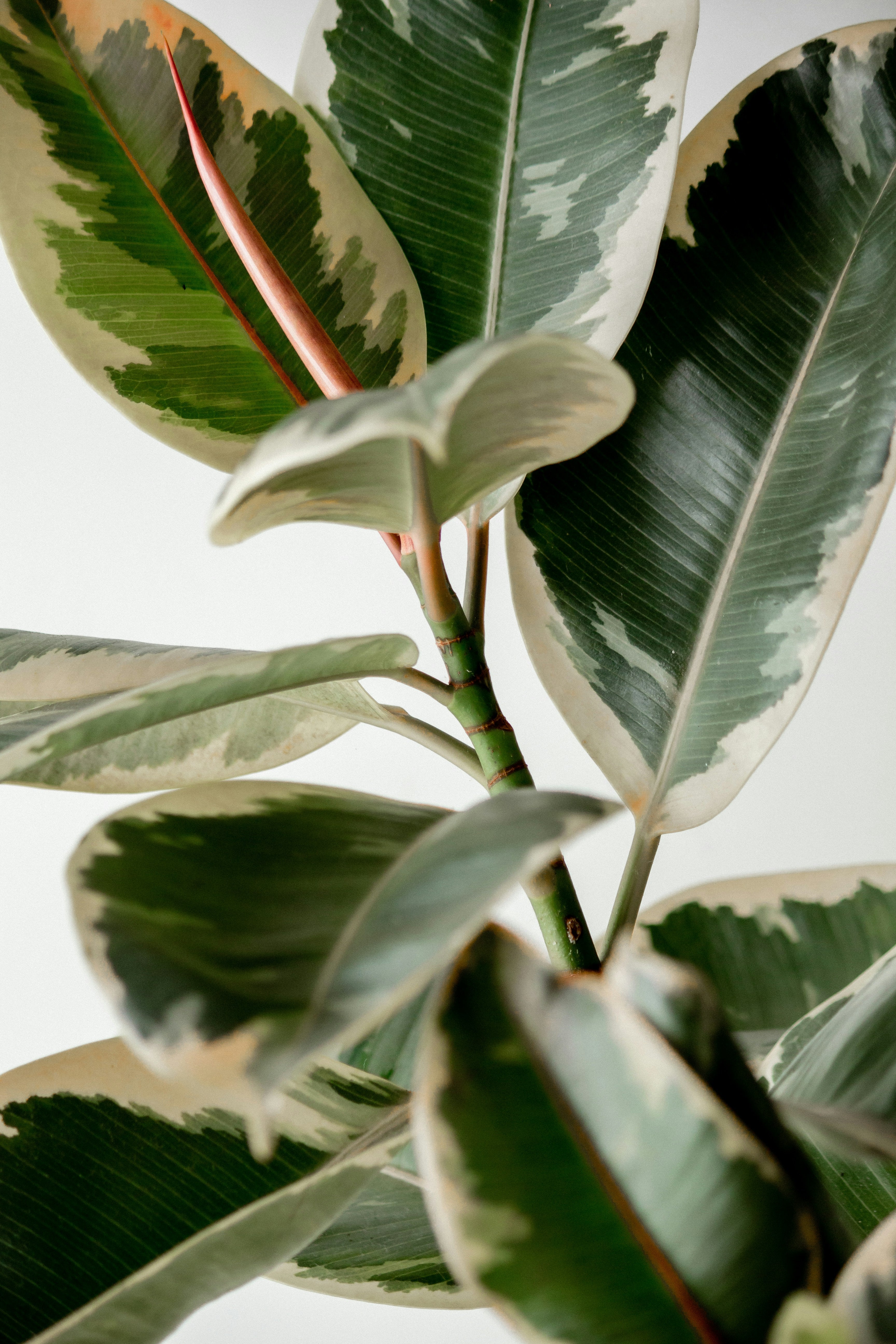 Plants